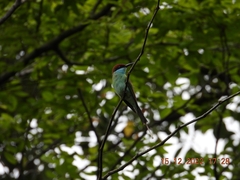Merops viridis