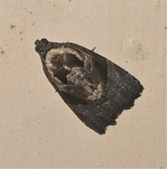 Asthenoptycha hemicryptana