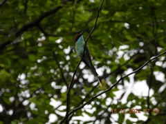 Merops viridis