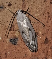 Plectophila discalis