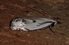 Plectophila discalis