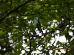 Merops viridis