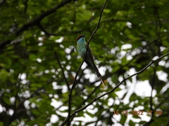 Merops viridis