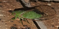 Chlorocysta vitripennis
