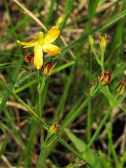 Hypericum lalandii