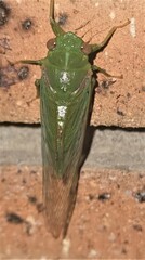 Chlorocysta vitripennis