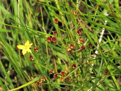 Hypericum lalandii