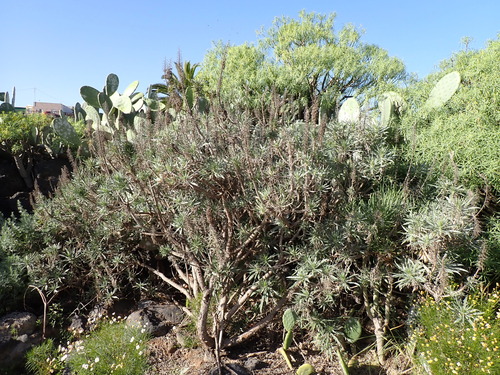 Echium virescens image