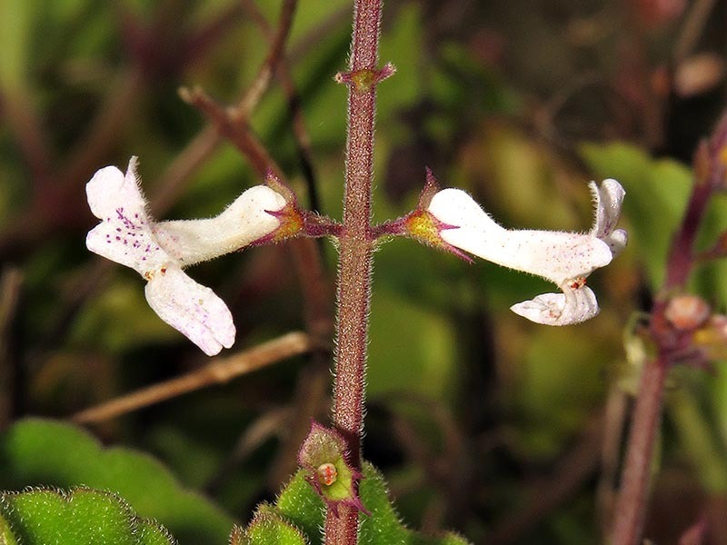Plectranthus purpuratus — a medium houseplant, prefers partial sun light