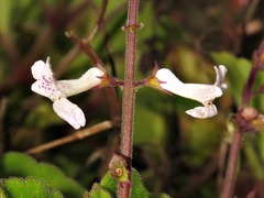 Plectranthus purpuratus
