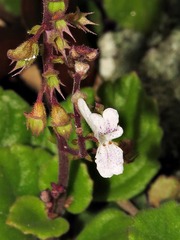 Plectranthus purpuratus