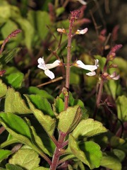 Plectranthus purpuratus