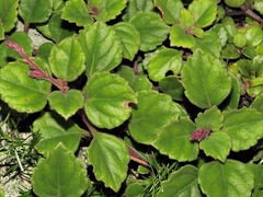Plectranthus purpuratus