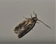Hoplostega ochroma