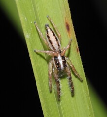 Mopsolodes australensis