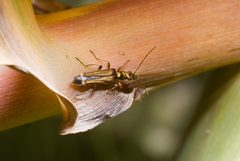 Oedemera barbara