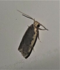 Hoplostega ochroma