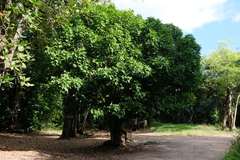 Melicoccus bijugatus