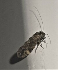 Nimbopsocus australis