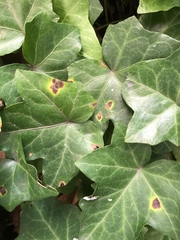 Xanthomonas campestris