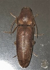 Conoderus lividus