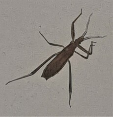 Sastrapada australica