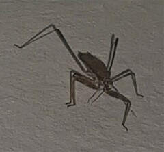 Sastrapada australica