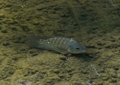 Oreochromis niloticus