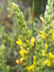 Aspalathus ericifolia ericifolia