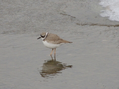Charadrius placidus