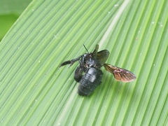 Xylocopa tranquebarorum