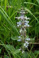 Ajuga ophrydis
