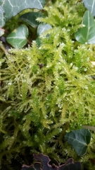 Eurhynchium