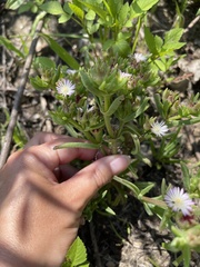 Delosperma herbeum