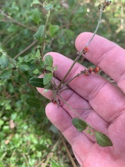 Chenopodium nutans