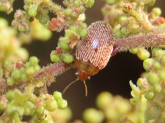 Calotheca