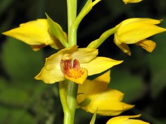 Eulophia odontoglossa