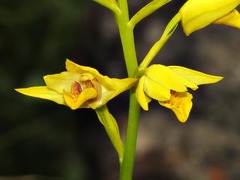 Eulophia odontoglossa