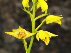 Eulophia odontoglossa