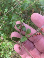 Chenopodium nutans