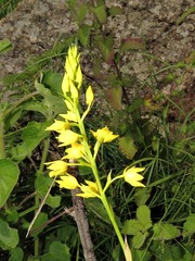 Eulophia odontoglossa