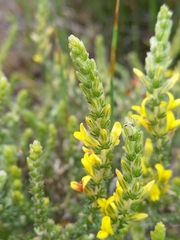 Aspalathus ericifolia ericifolia