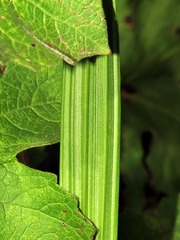 Eulophia odontoglossa