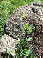 Eulophia odontoglossa