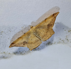 Krananda falcata
