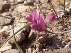 Oxytropis litwinowii