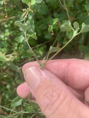 Chenopodium nutans