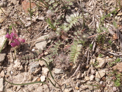 Oxytropis litwinowii
