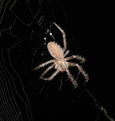 Araneus stolidus