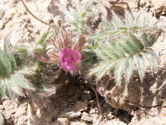 Oxytropis litwinowii